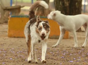 mais-de-300-pets-estarao-disponiveis-para-adocao-em-evento-em-sp